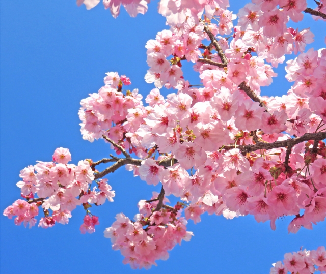 桜開花予報
