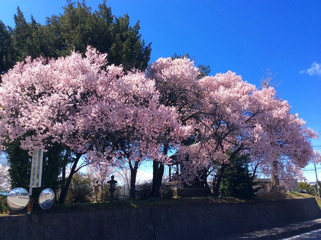 美里薬局となりの桜が満開になりました
